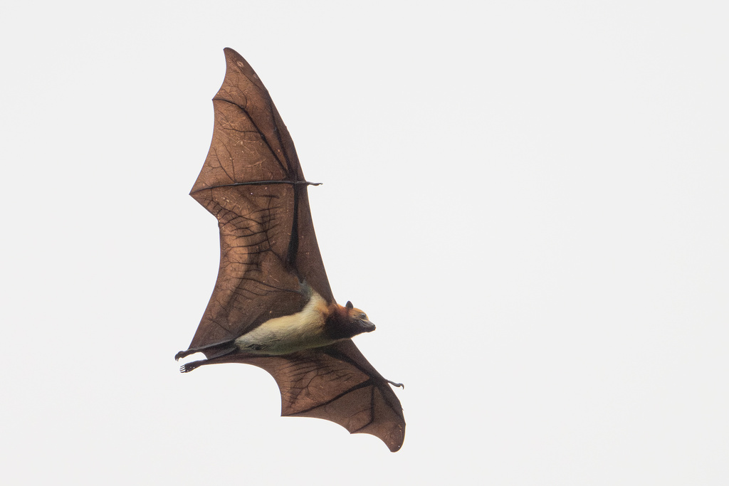 Black-bearded Flying-fox
