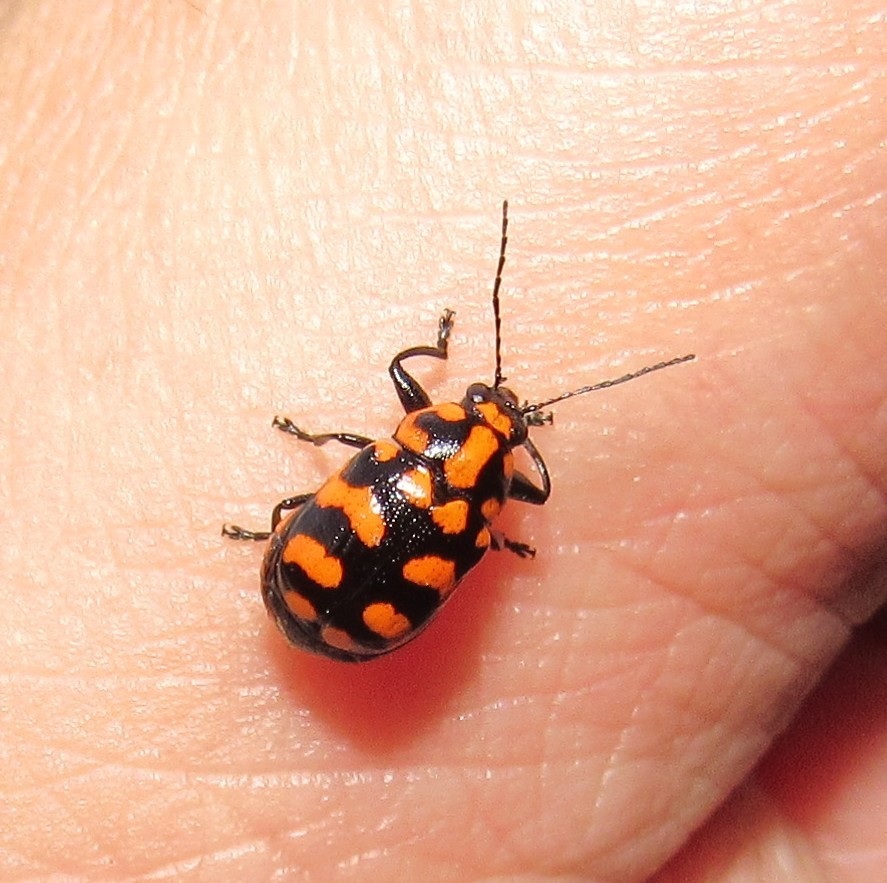 Metallactus luniger