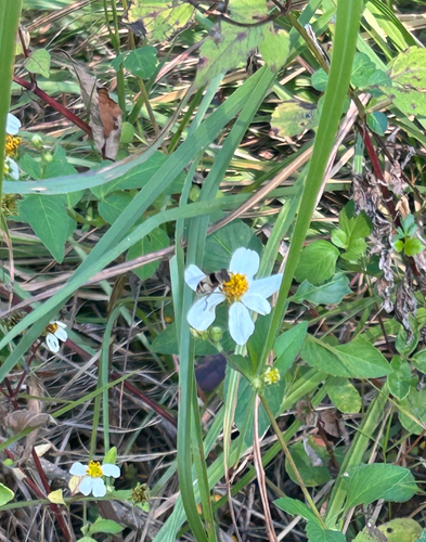 Unknown species found near Orange County, US-FL, US