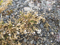Cerastium bialynickii