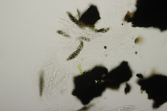 Chaetosphaerella phaeostroma