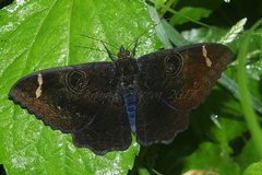 Erebus hieroglyphica