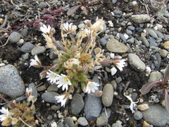 Cerastium bialynickii