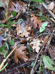 Scutellaria californica