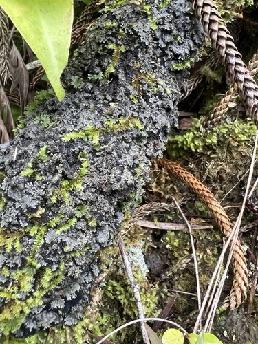 Parmeliella thriptophylla, 2025-11-21
