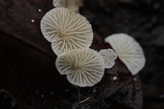 Crepidotus epibryus