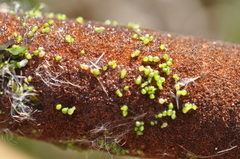 Wolffia arrhiza