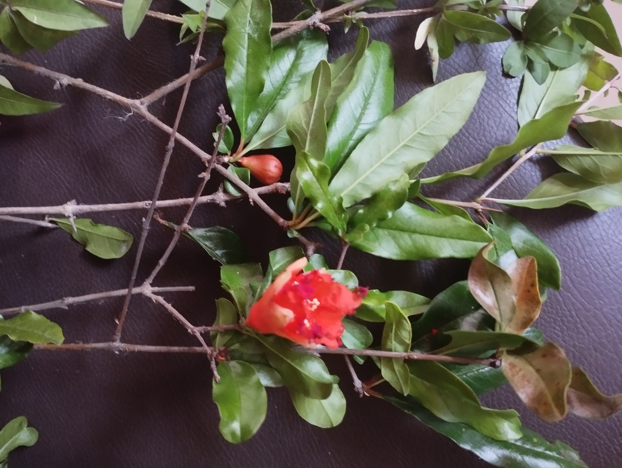 Punica granatum
