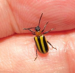 Lema confusa virgata