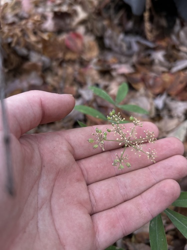 stiff cowbane (Oxypolis rigidior)