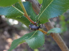 Dicordylus binotatus