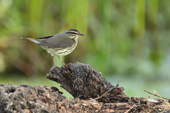 Parkesia noveboracensis
