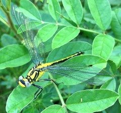 Gomphus schneiderii