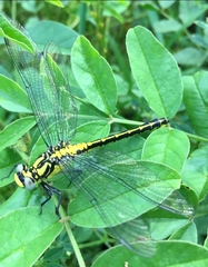 Gomphus schneiderii