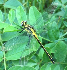 Gomphus schneiderii