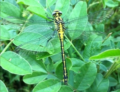 Gomphus schneiderii