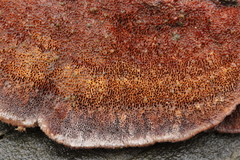 Gloeophyllum trabeum