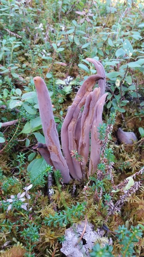 Purple Spindles