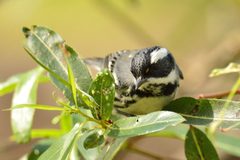 Setophaga nigrescens