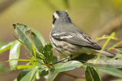 Setophaga nigrescens