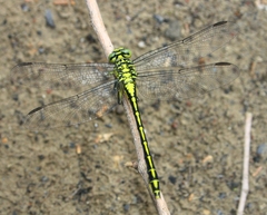 Stylurus flavipes