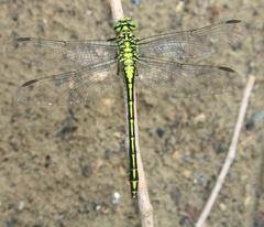 Stylurus flavipes