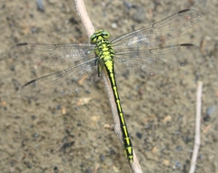 Stylurus flavipes