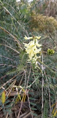Astragalus trichopodus antisellii