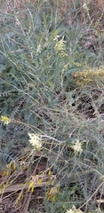 Astragalus trichopodus antisellii
