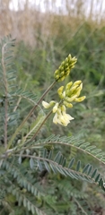 Astragalus trichopodus antisellii