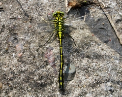 Stylurus flavipes