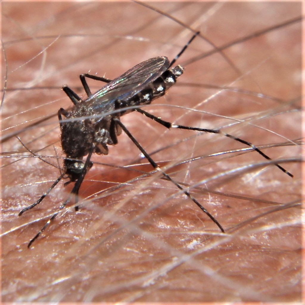 Black Saltmarsh Mosquito
