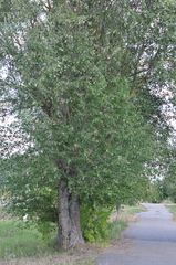 Populus simonii