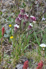 Silene involucrata