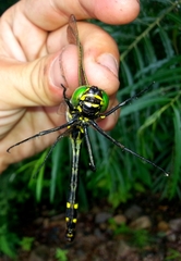 Epophthalmia elegans