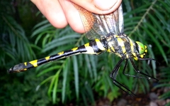 Epophthalmia elegans