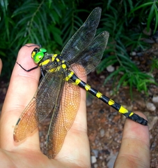 Epophthalmia elegans