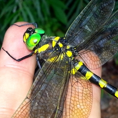 Epophthalmia elegans