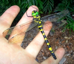 Epophthalmia elegans