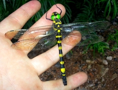 Epophthalmia elegans