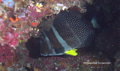 Acanthurus guttatus