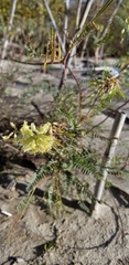 Astragalus trichopodus antisellii