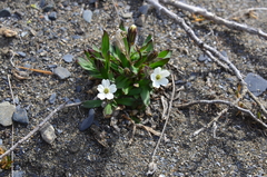 Silene involucrata