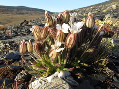 Silene involucrata