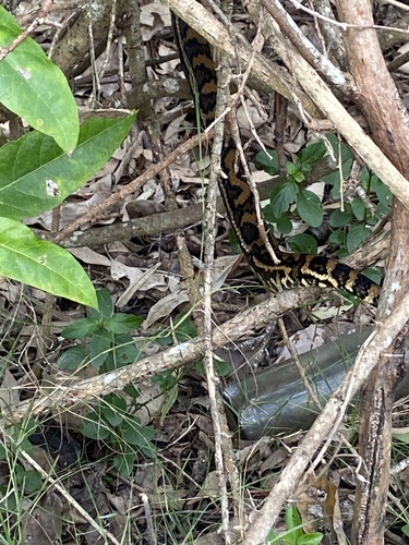 Coastal Carpet Python sighting