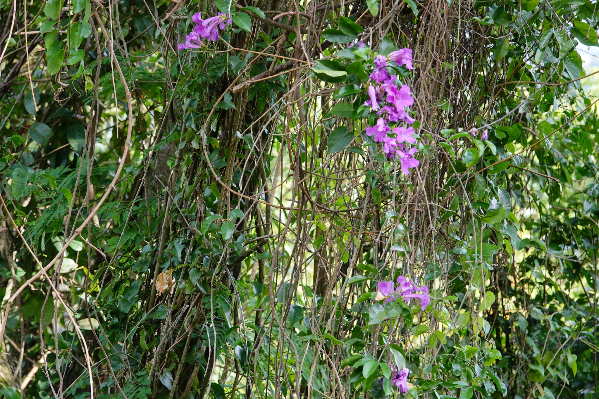 Bignonia callistegioides