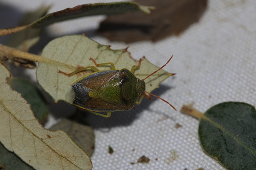 Gorse Shield Bug