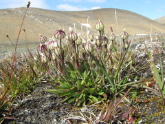 Silene involucrata