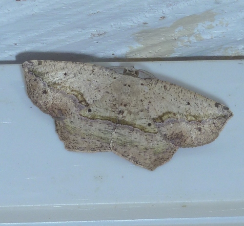Eusarca flexilis