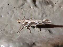 Aristotelia fungivorella